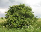 Crataegus rhipidophylla. Старое растение. Белгородская обл., Губкинский р-н, запов.\"Белогорье\", \"Ямская степь\". 16 июня 2009 г.