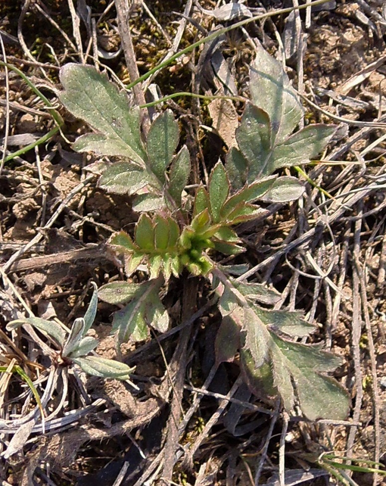 Image of familia Dipsacaceae specimen.