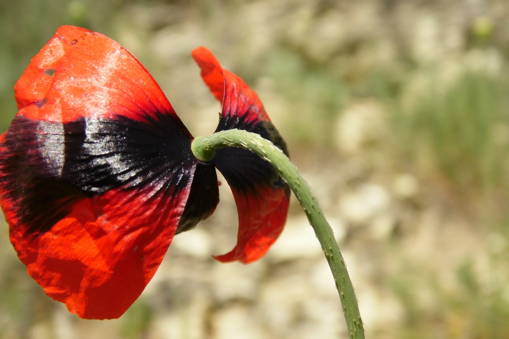 Изображение особи Papaver laevigatum.