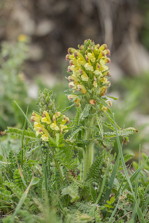 Image of Pedicularis chroorrhyncha specimen.