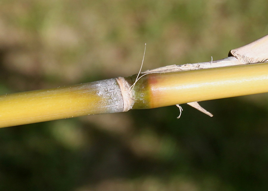 Image of Pseudosasa japonica specimen.