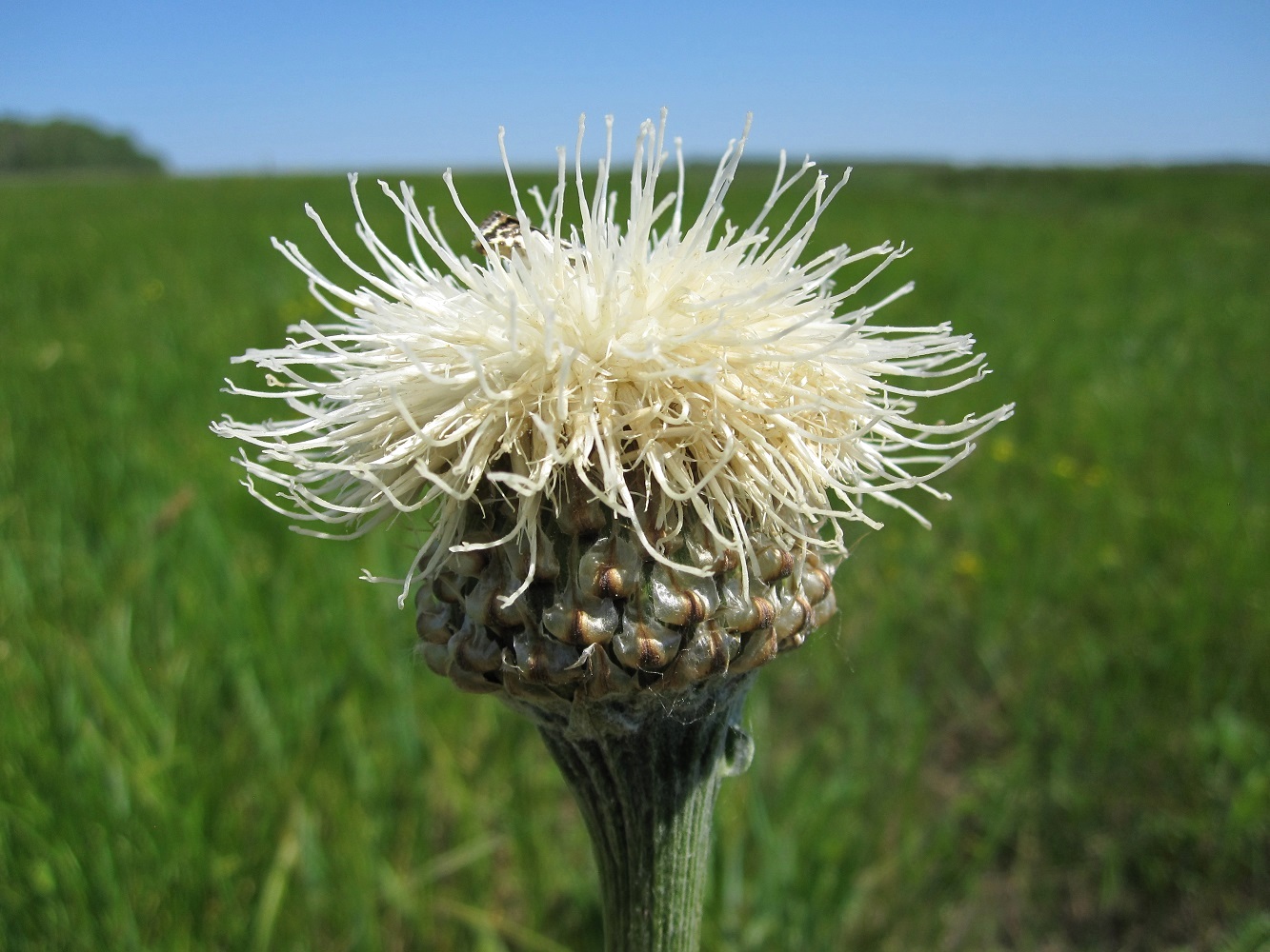 Изображение особи Stemmacantha serratuloides.