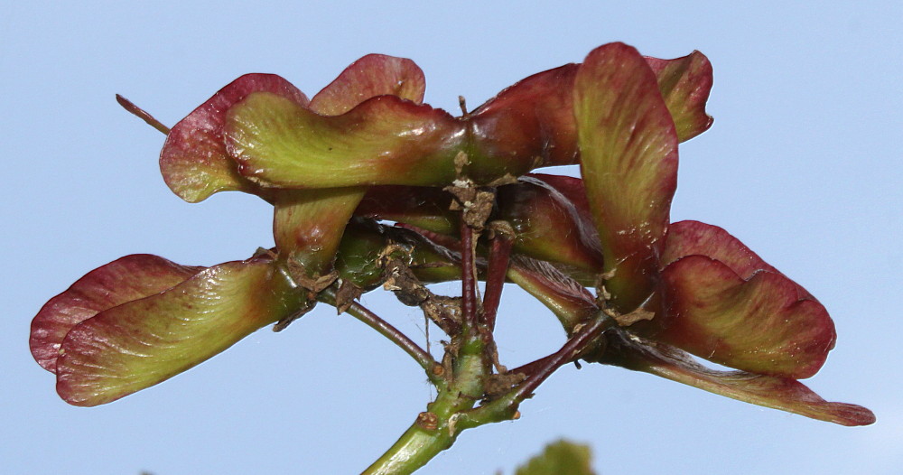 Image of Acer japonicum specimen.