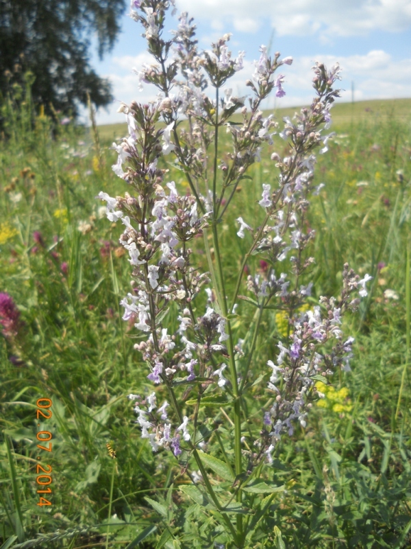 Image of Nepeta nuda specimen.