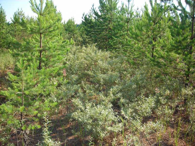 Image of Hippophae rhamnoides specimen.