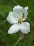 Anemone sylvestris. Отцветающий цветок. Ленинградская обл., Волосовский р-н, смешанный лес на известняке. 08.06.2014.