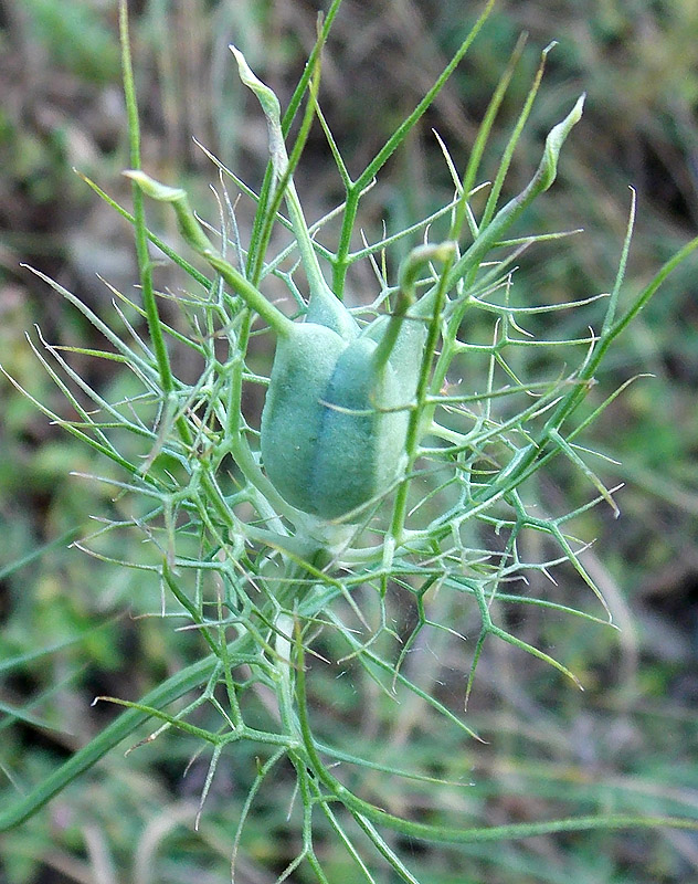 Изображение особи Nigella elata.