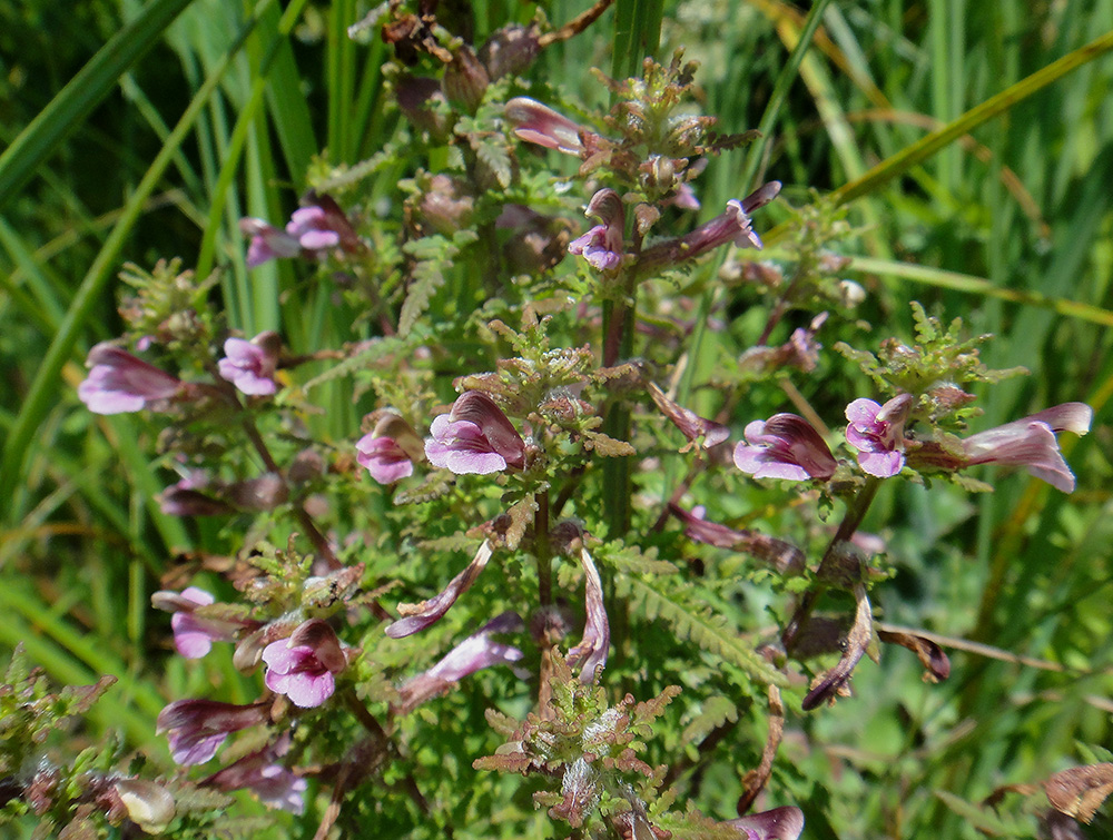 Изображение особи Pedicularis karoi.