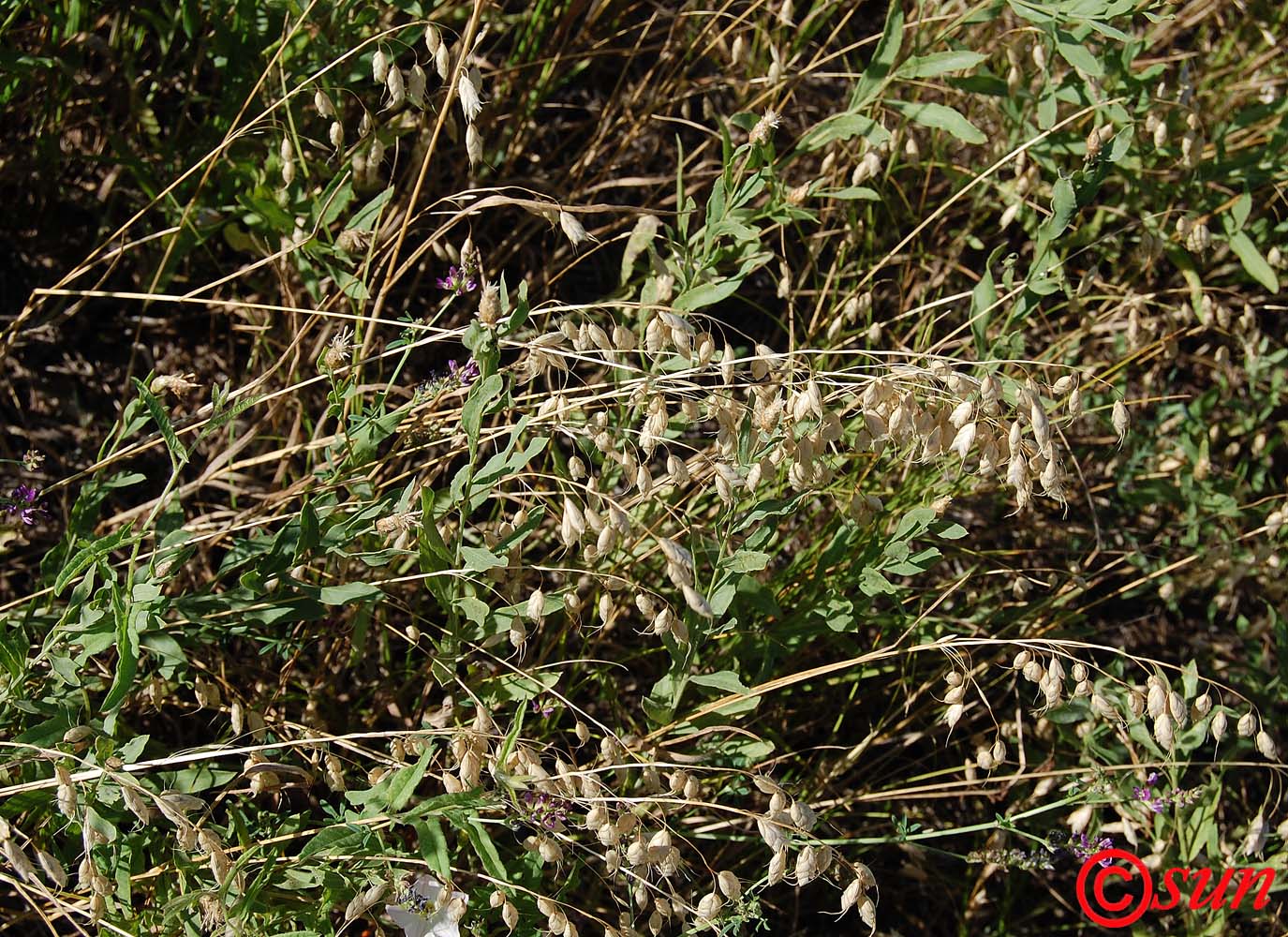 Image of genus Bromus specimen.