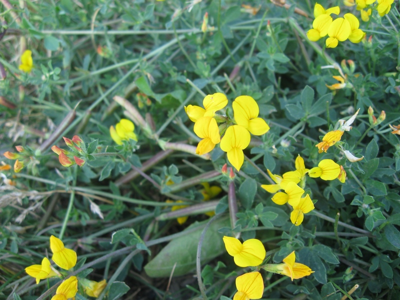 Image of Lotus corniculatus specimen.