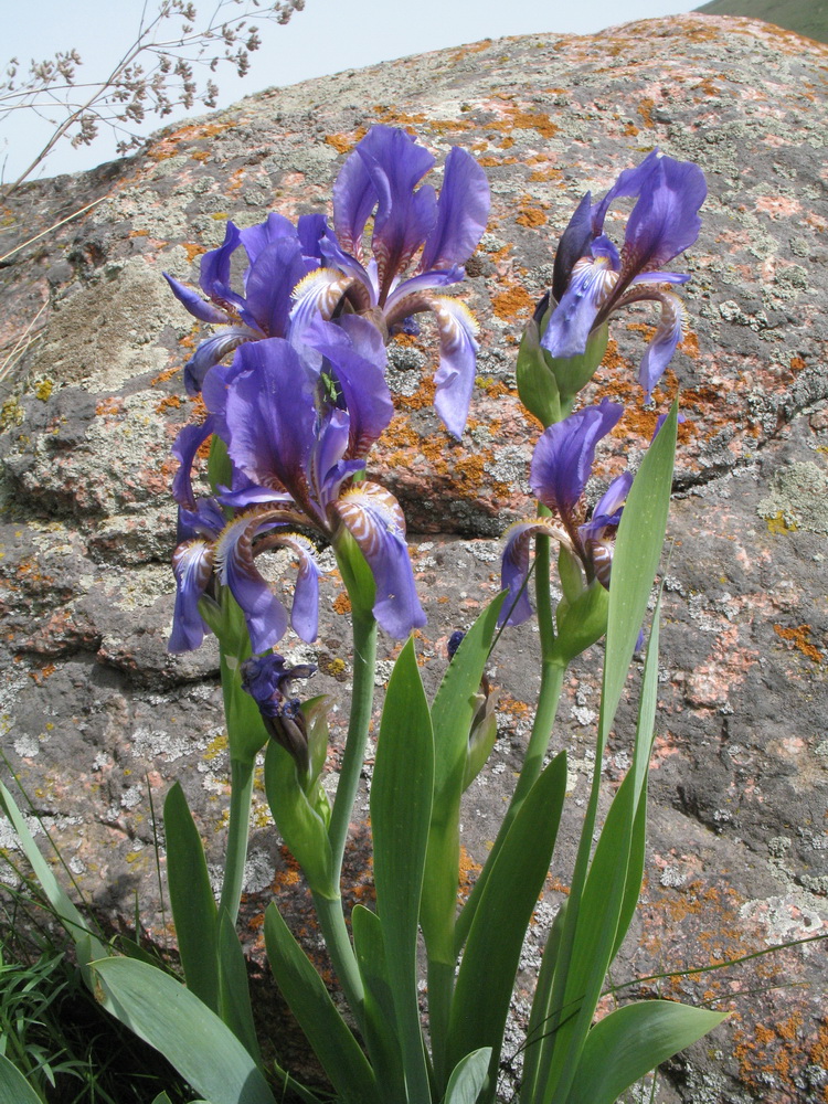 Image of Iris alberti specimen.