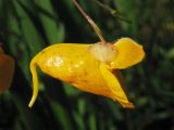 Impatiens capensis. Раскрывающийся цветок (вид сбоку). Нидерланды, провинция Drenthe, Eelde, берег канала Noord-Willemskanaal. 27 сентября 2009 г.