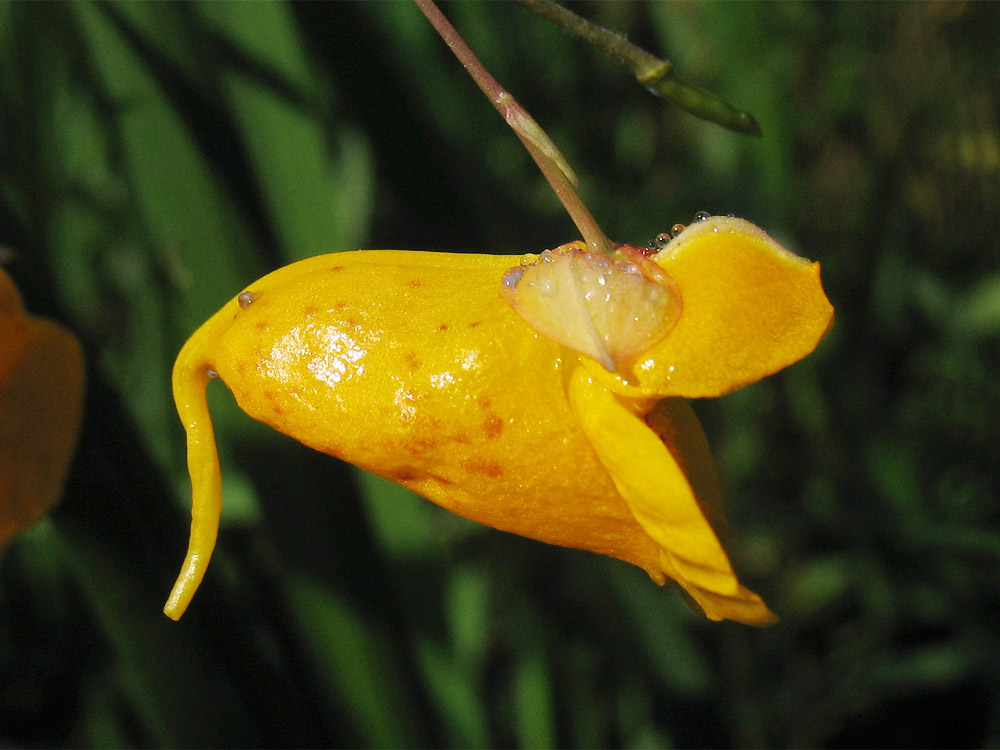 Изображение особи Impatiens capensis.