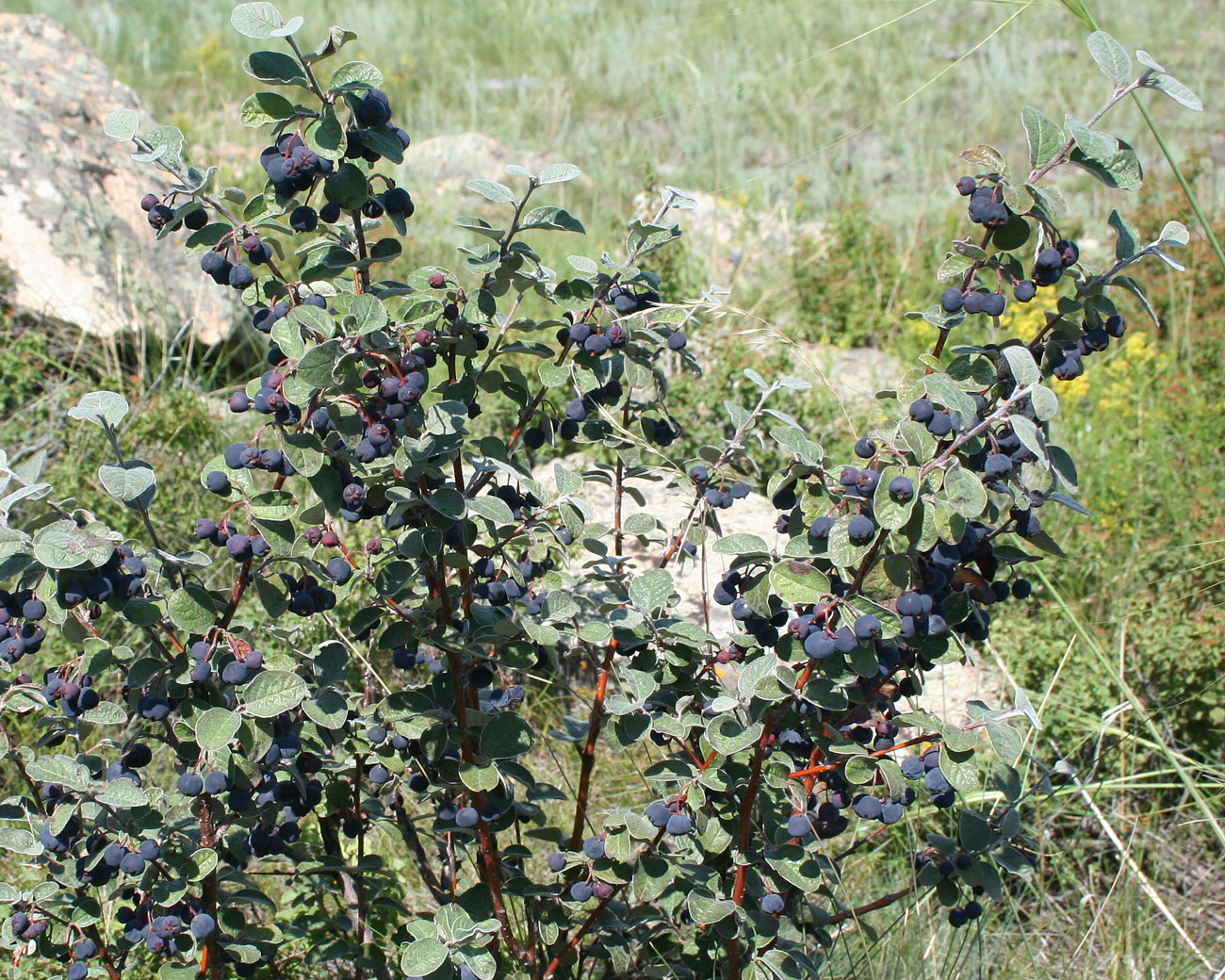 Изображение особи Cotoneaster melanocarpus.