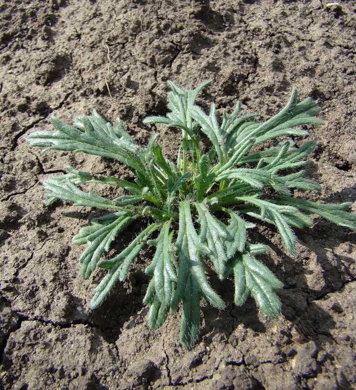 Image of Ajuga glabra specimen.