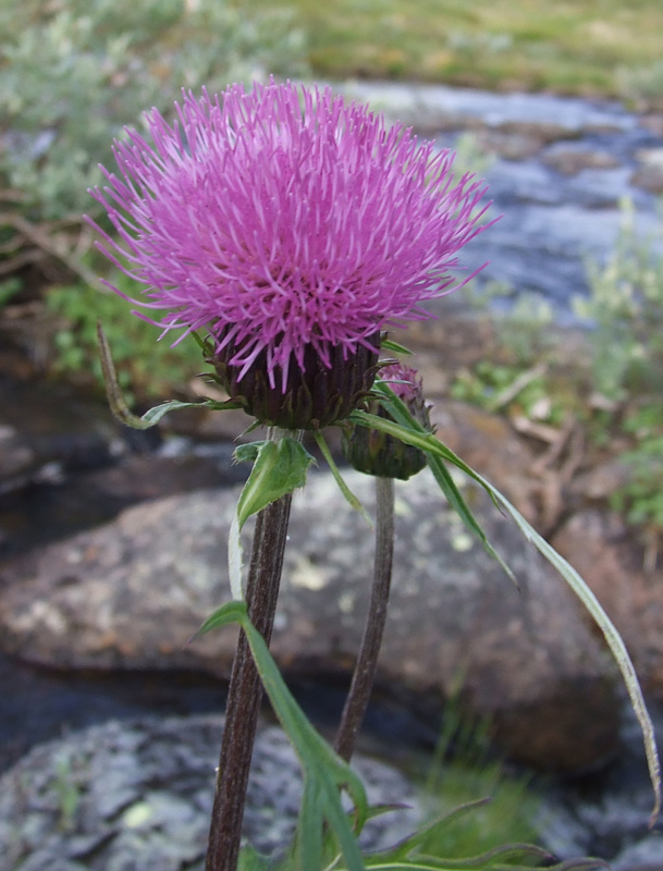 Изображение особи Cirsium heterophyllum.