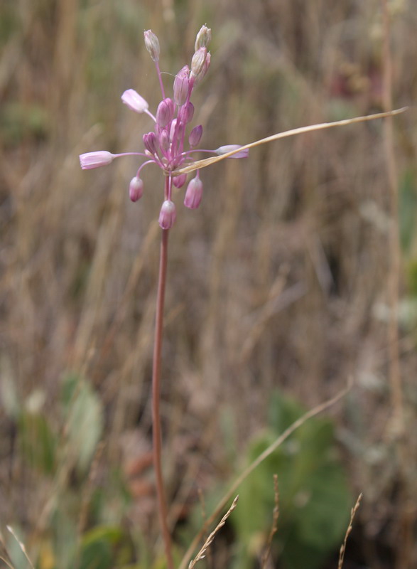 Image of Allium praescissum specimen.