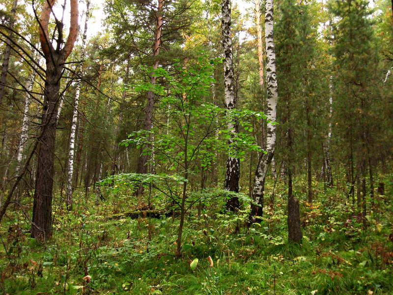 Image of Tilia nasczokinii specimen.