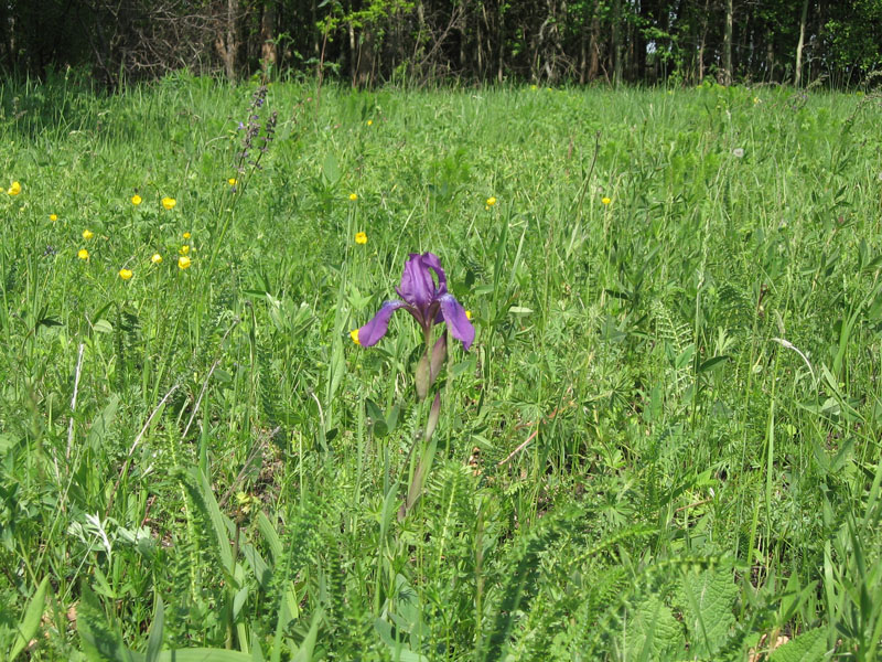 Image of Iris aphylla specimen.