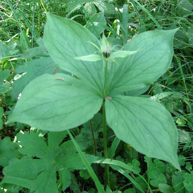 Image of Paris quadrifolia specimen.