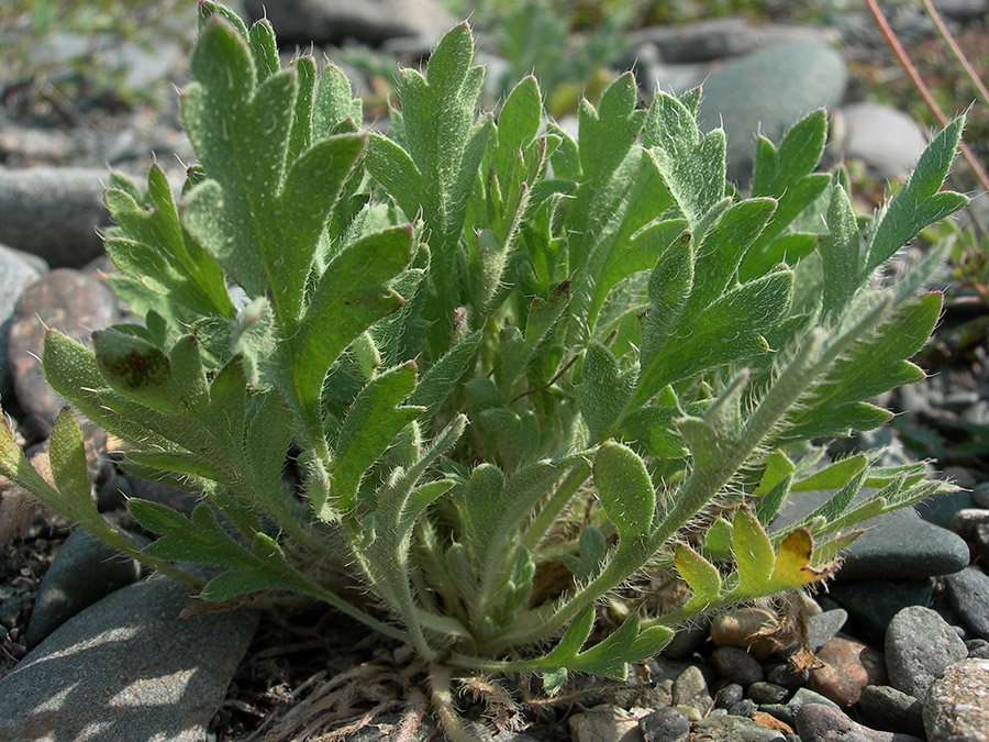 Изображение особи Papaver setosum.