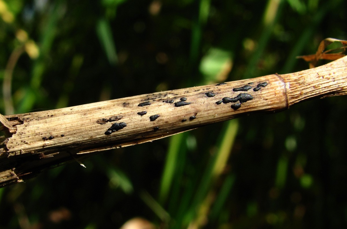 Image of Phalaroides arundinacea specimen.