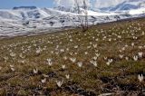 Colchicum kesselringii