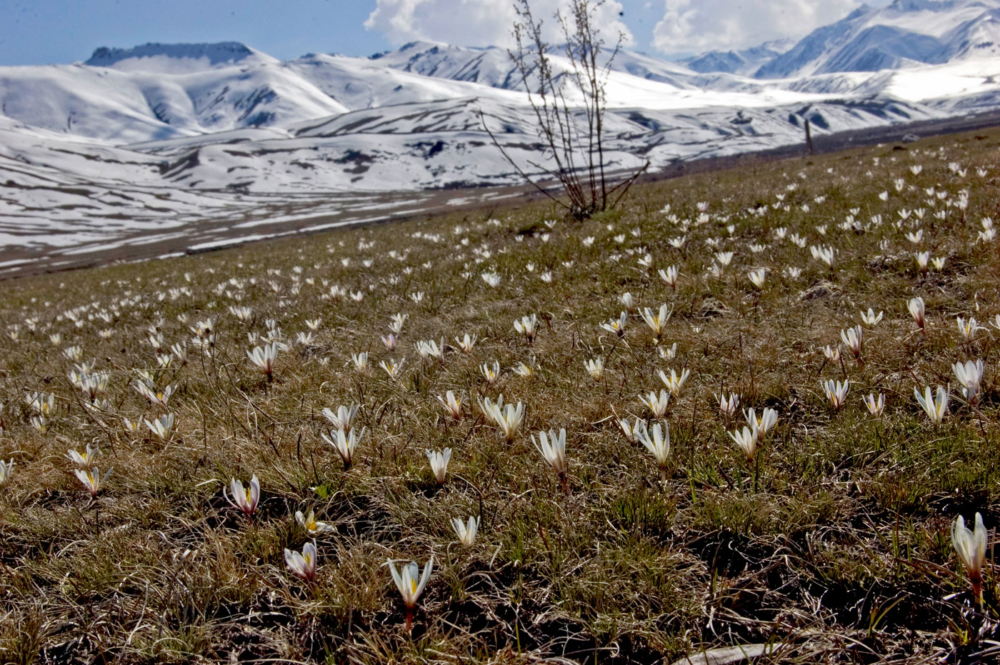 Image of Colchicum kesselringii specimen.