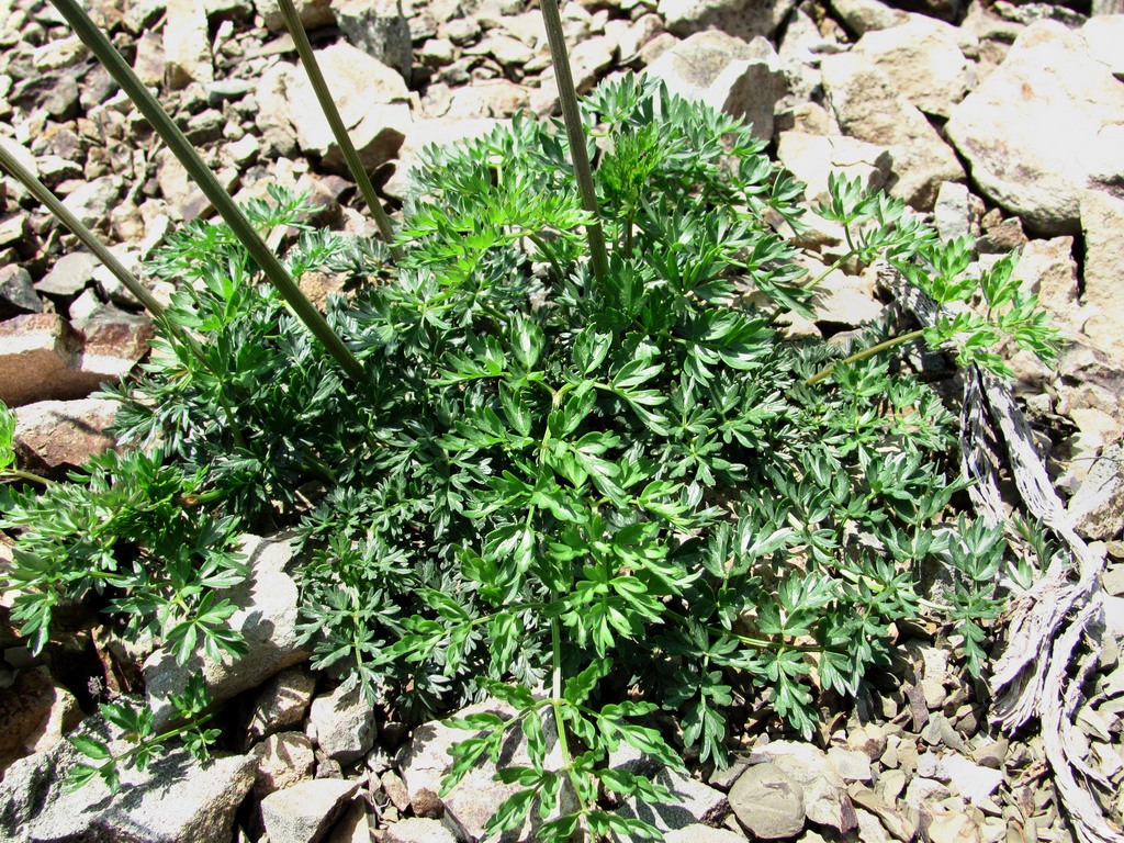 Image of Seseli alpinum specimen.