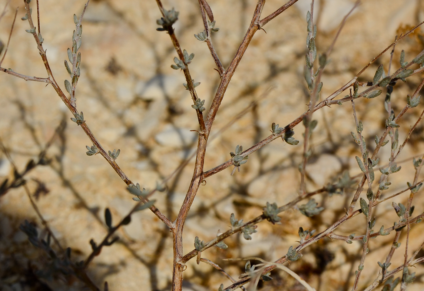 Image of Helianthemum sancti-antonii specimen.