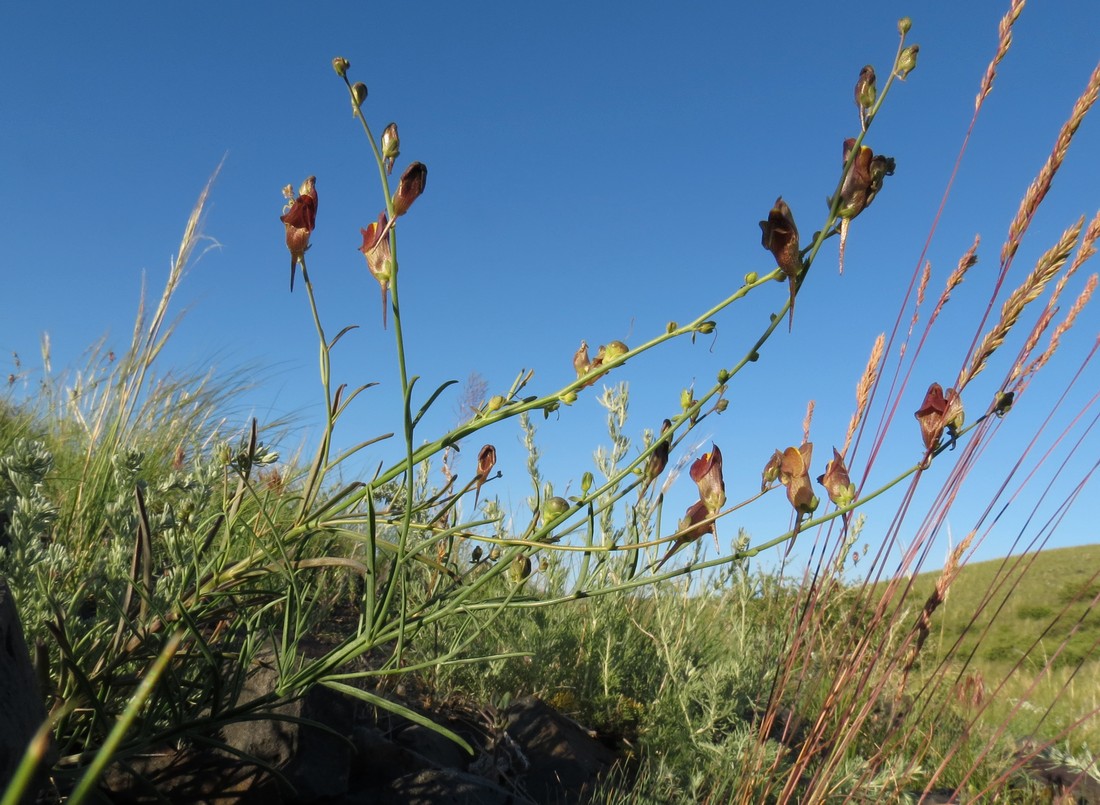 Image of Linaria hepatica specimen.