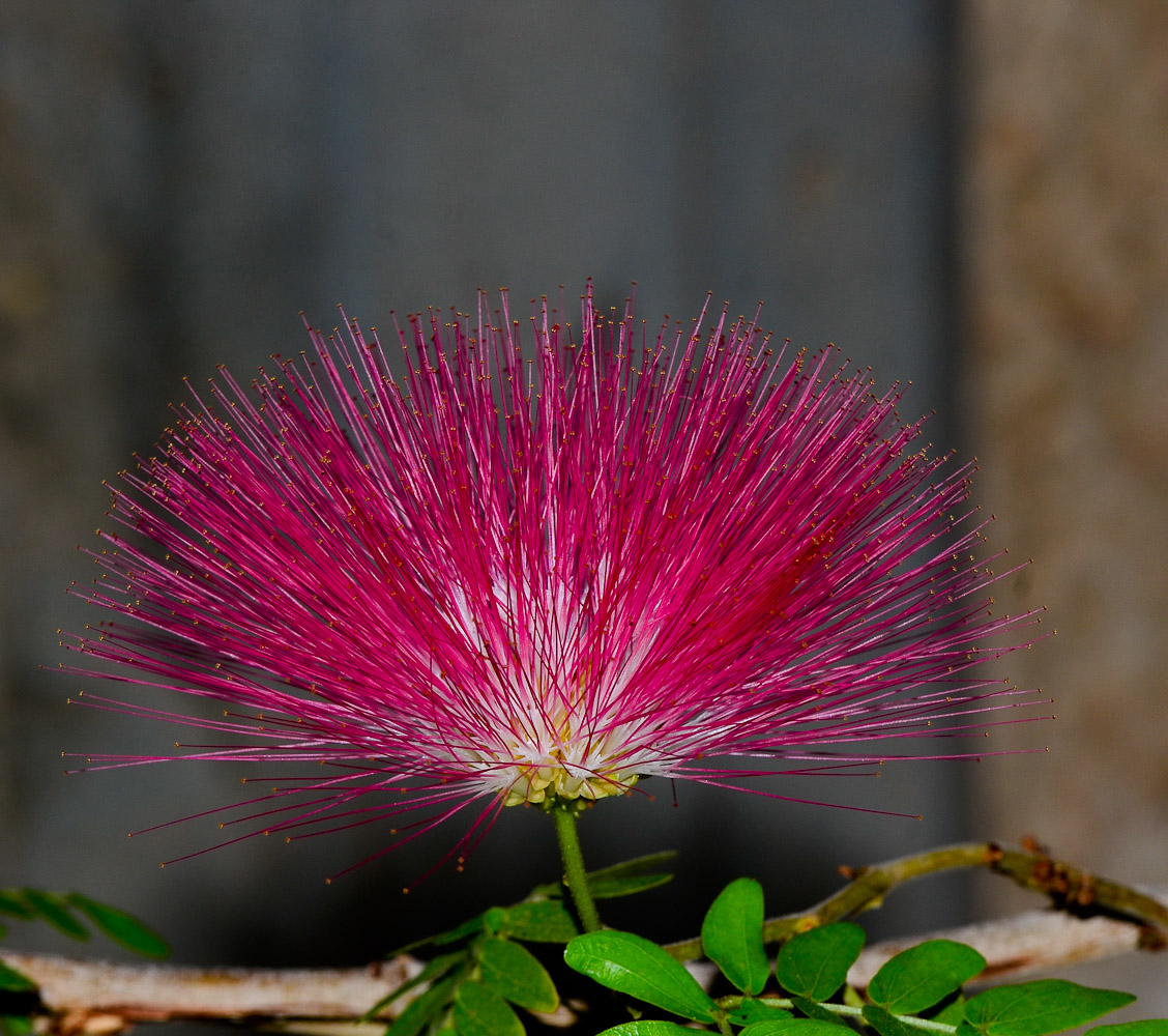 Image of Calliandra haematocephala specimen.