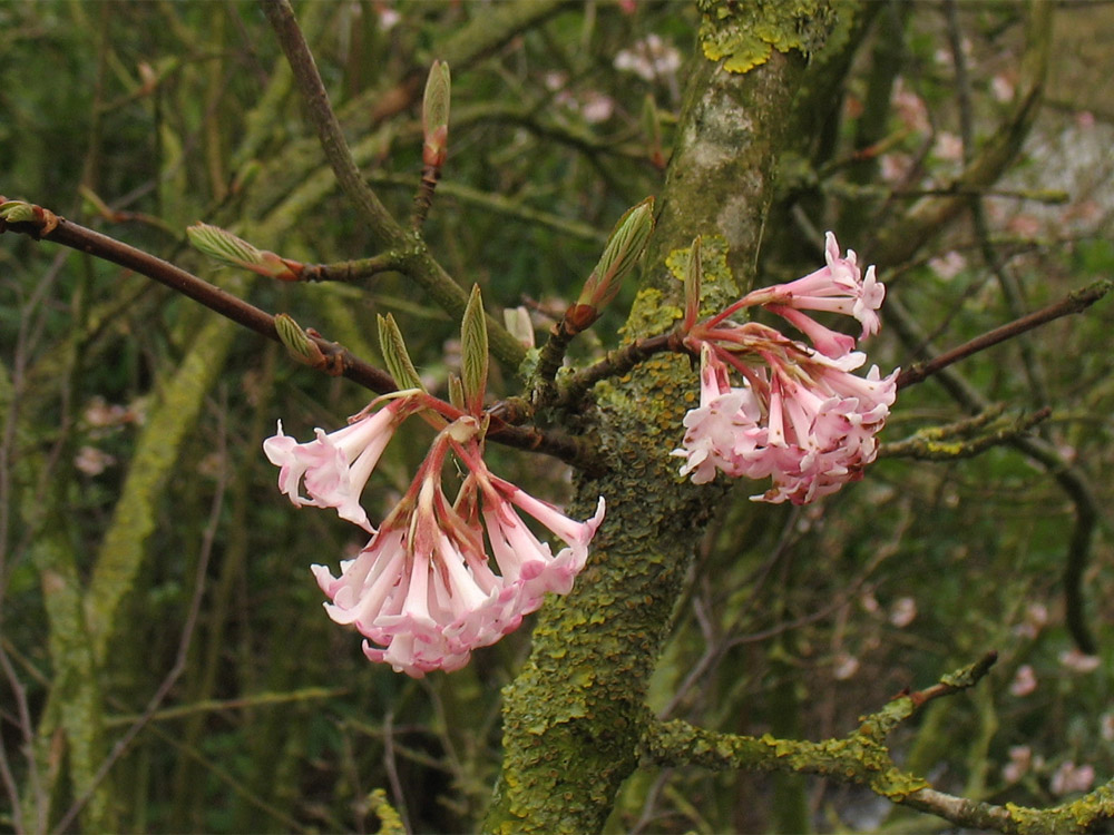 Image of Viburnum farreri specimen.