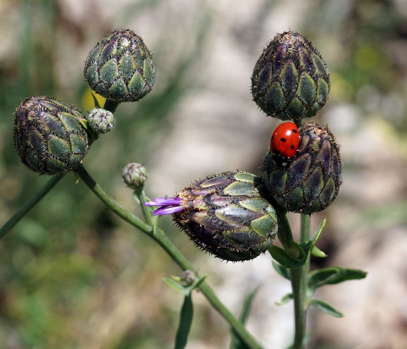 Image of Centaurea adpressa specimen.