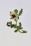 Hibiscus trionum. Верхушка побега с цветком и бутоном. Республика Молдова, пригород г. Кишинёв. 14 июля 2009 г.