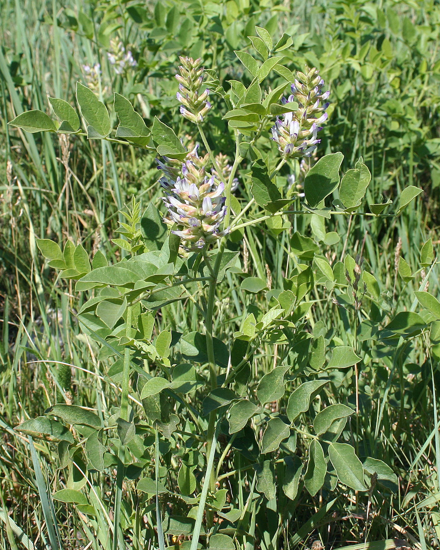 Image of Glycyrrhiza soongorica specimen.