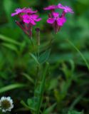 Смотреть изображение Silene armeria