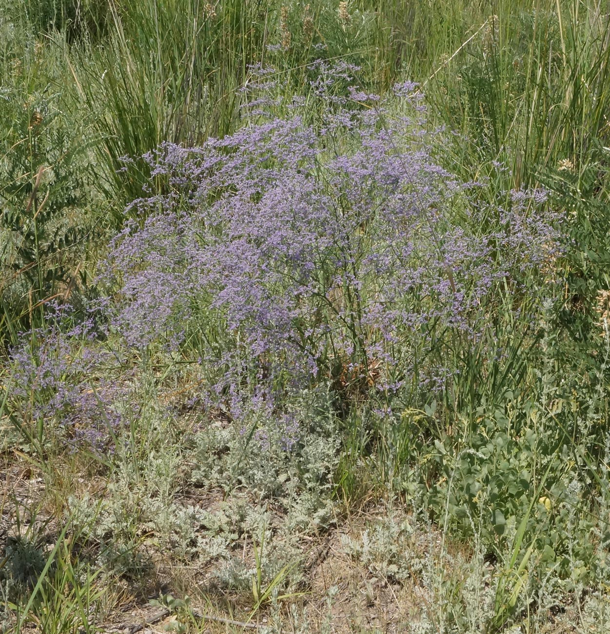 Image of Limonium myrianthum specimen.