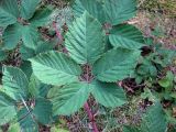 Rubus orthostachys