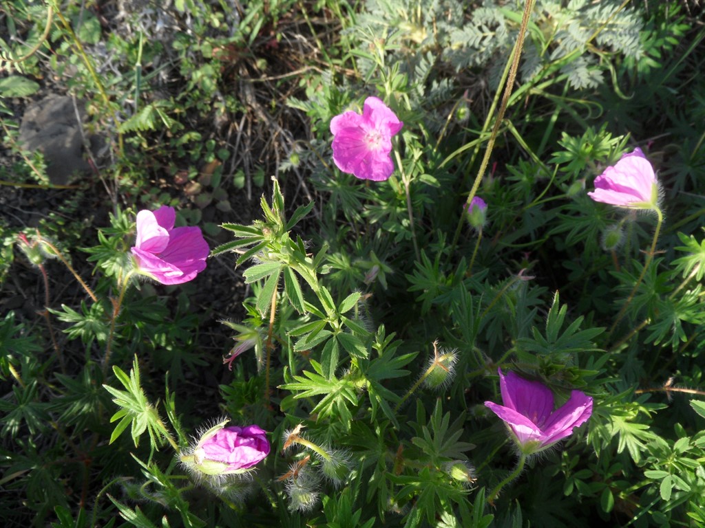 Image of Geranium sanguineum specimen.