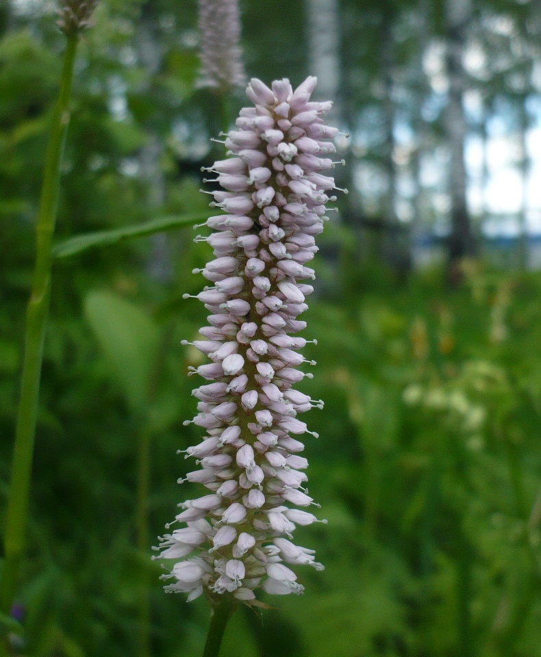 Изображение особи Bistorta officinalis.