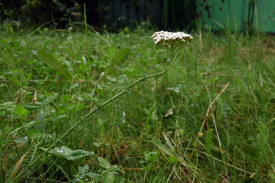 Image of Achillea nobilis specimen.
