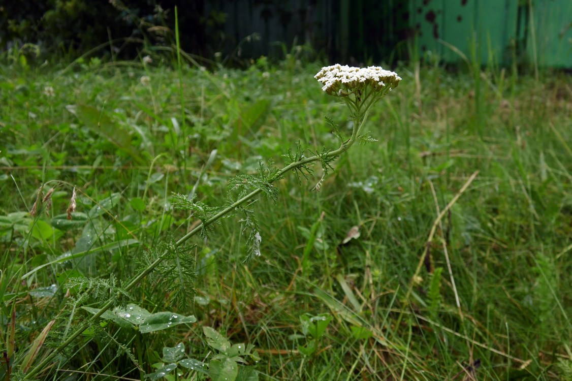 Изображение особи Achillea nobilis.