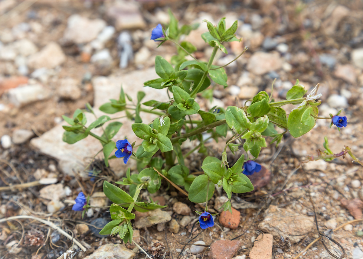 Image of Anagallis arvensis specimen.