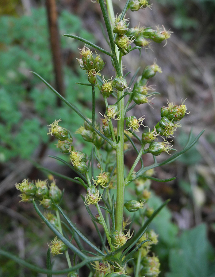 Изображение особи Artemisia bargusinensis.