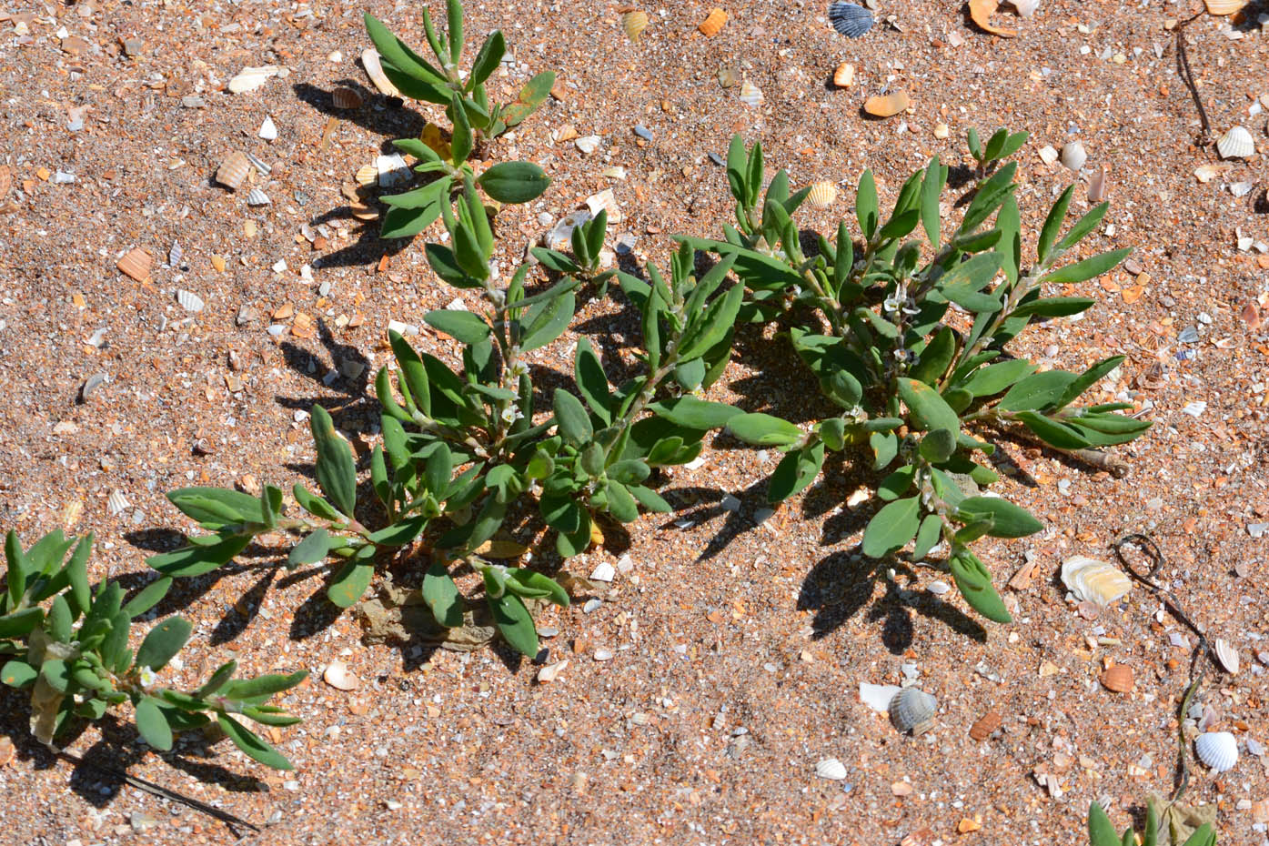 Image of Polygonum maritimum specimen.