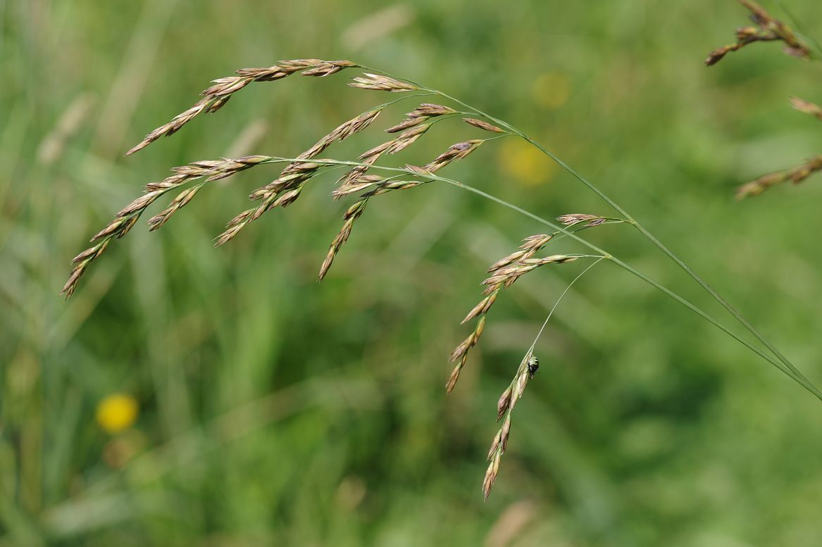 Image of Festuca arundinacea specimen.