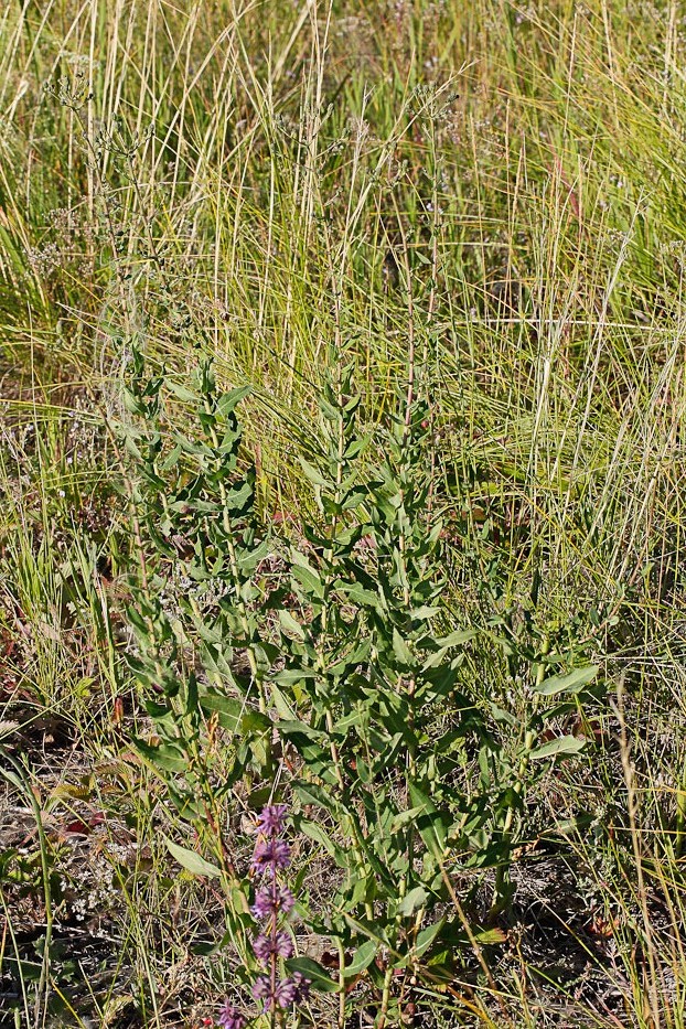 Image of Hieracium robustum specimen.