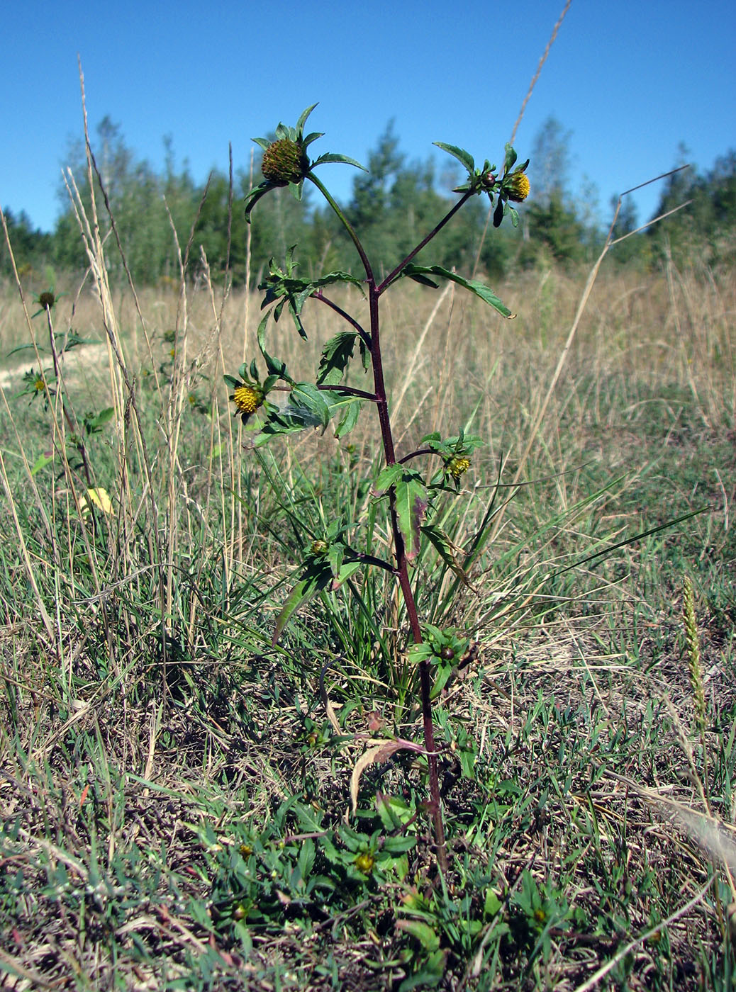 Image of Bidens tripartita specimen.