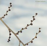 Ulmus pumila. Часть ветви с цветочными почками. Краснодарский край, Кущёвский р-н, станица Шкуринская. 10.03.2010.